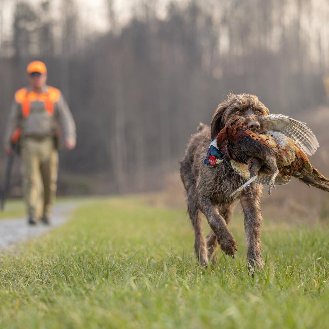 Guided pheasant hunt with experienced bird dogs at Flat Top Mountain Hunting Preserve in Tennessee.