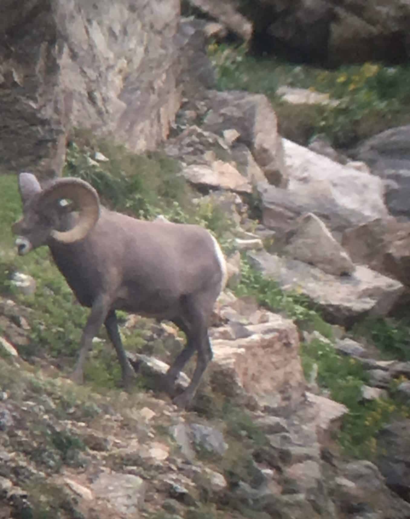 A bighorn sheep stands on a rocky, grassy hillside.
