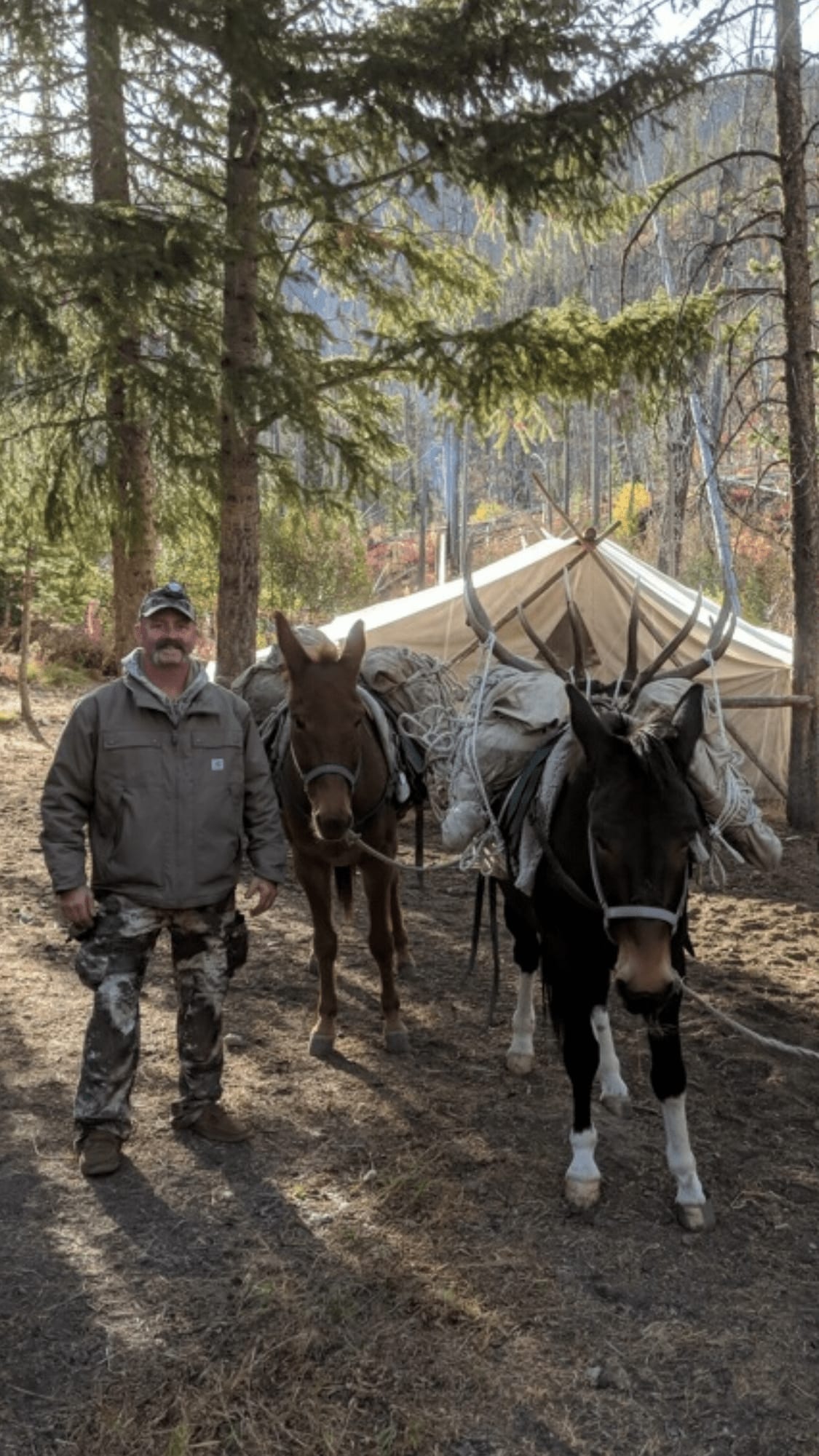 A man stands with two pack mules, one carrying elk antlers, in front of a tent in a wooded area.