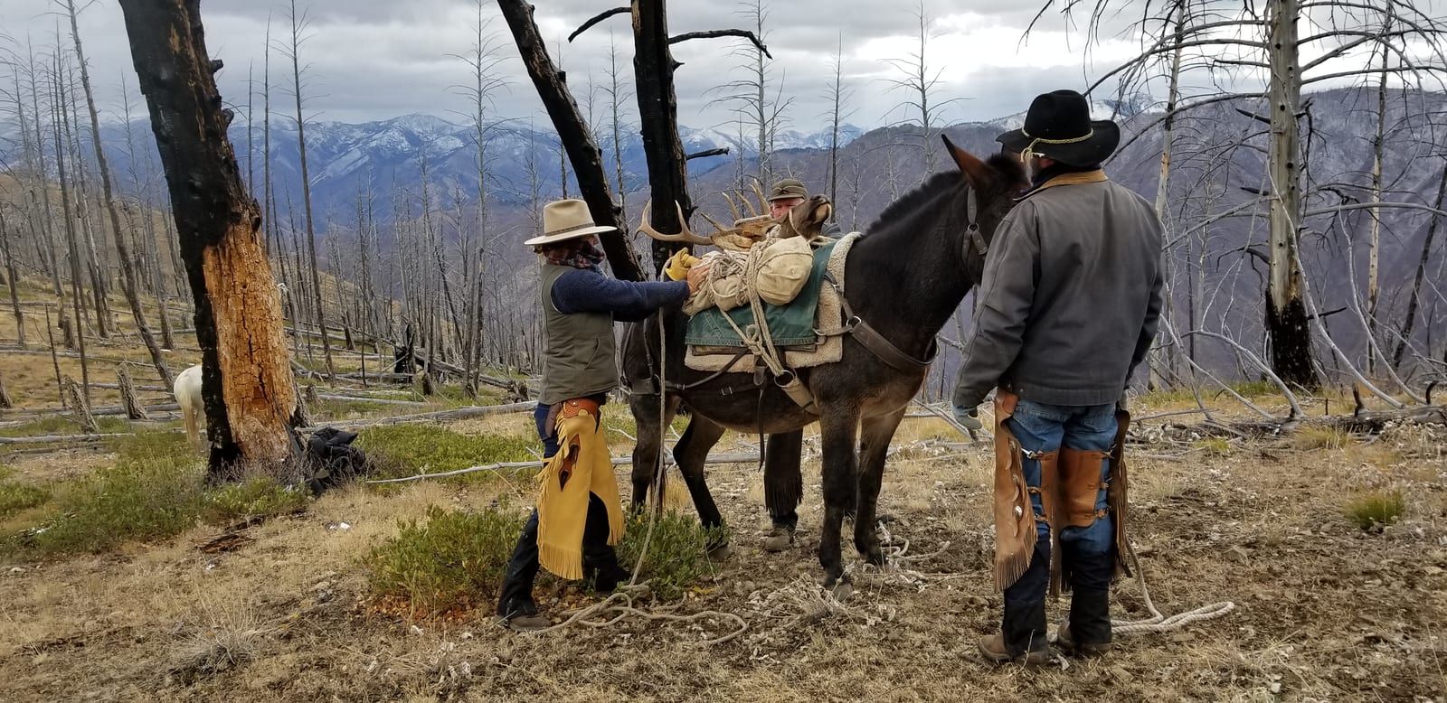 Two men are with a pack mule in a mountainous, treed landscape.