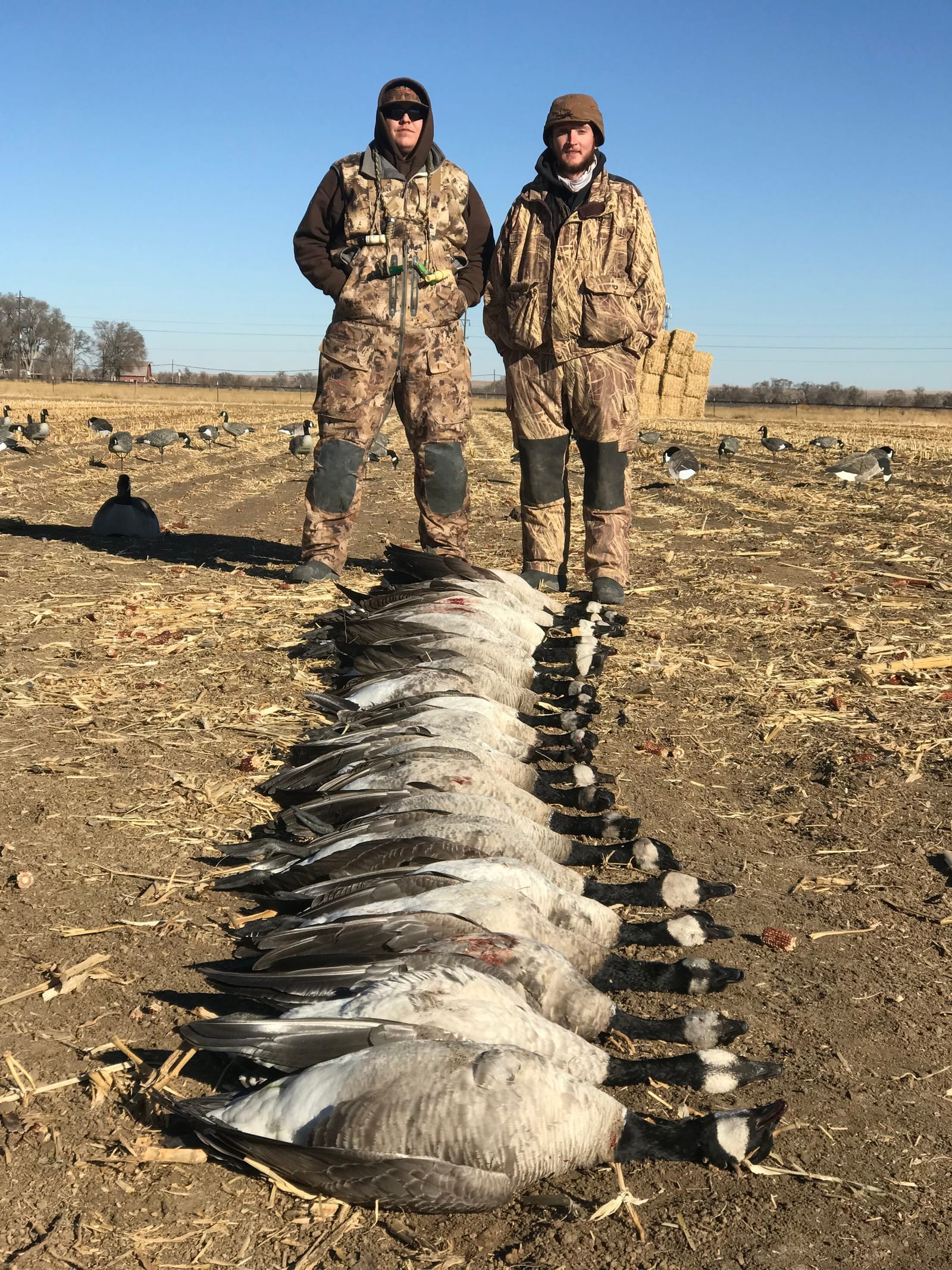 Two hunters in camouflage stand in a field with a large harvest of Canada Geese and Snow Geese laid out in front of them.