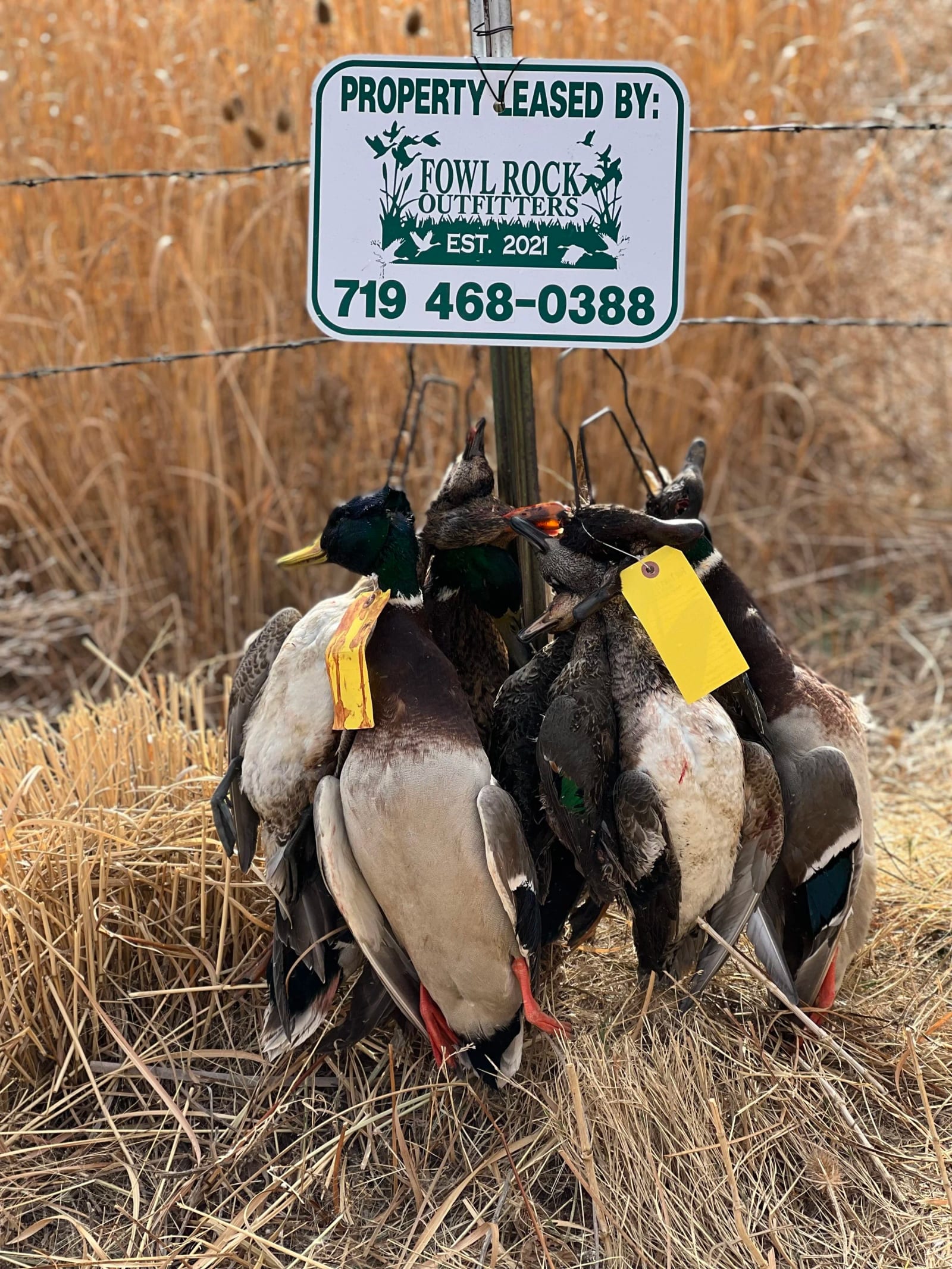 Several harvested mallard ducks are hanging from a fence post next to a 'Property Leased By Fowl Rock Outfitters' sign.