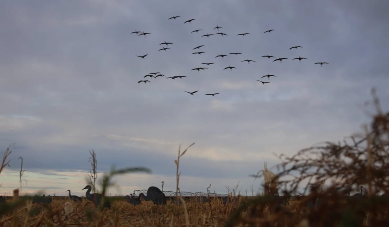 A flock of sandhill cranes flies in a cloudy sky above a field with more sandhill cranes on the ground.