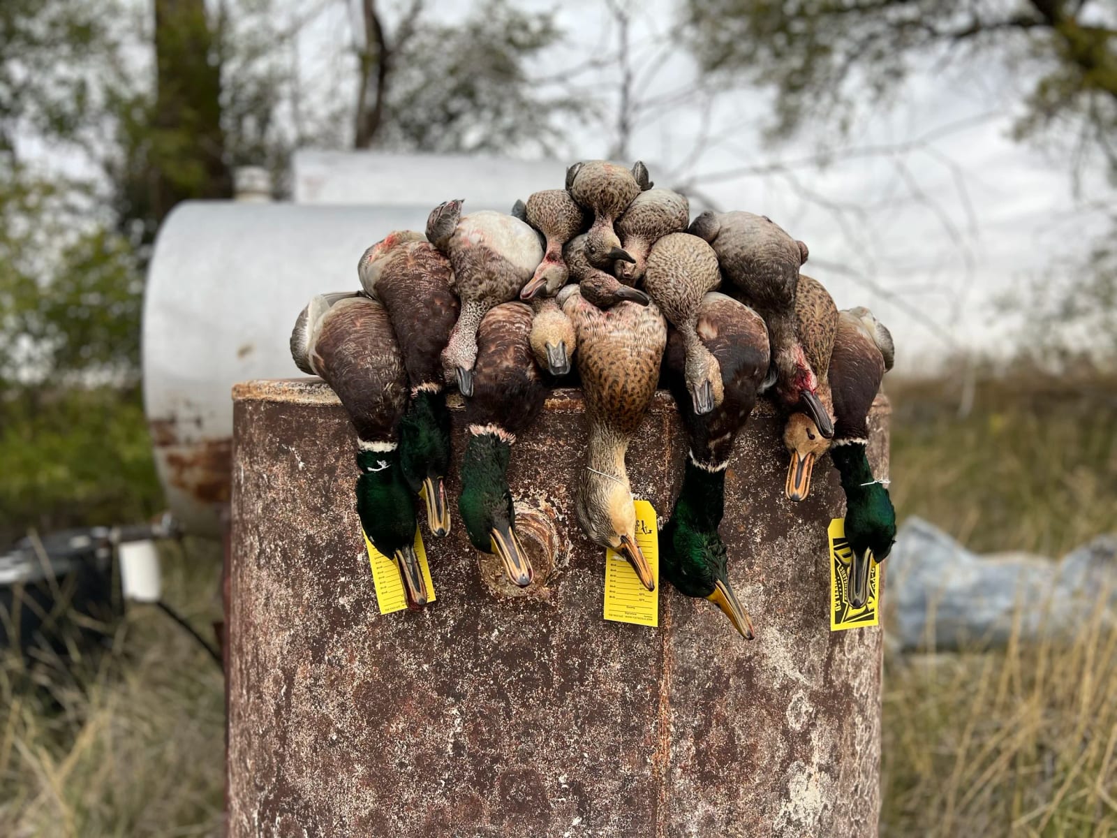 A pile of harvested mallard ducks is displayed on a tree stump.
