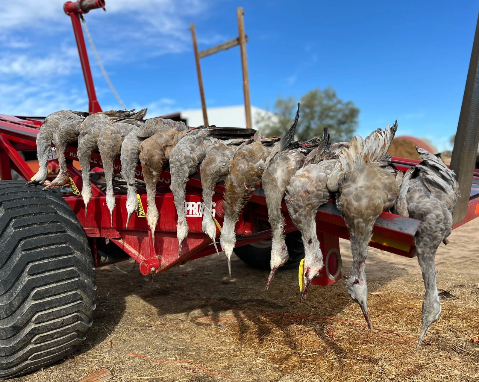 Several harvested Sandhill Cranes are hanging from a red trailer under a blue sky.