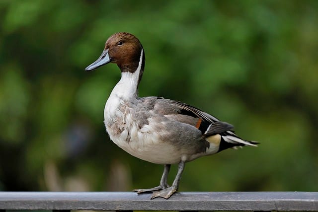 A Northern Pintail duck stands on a wooden railing with a green background.