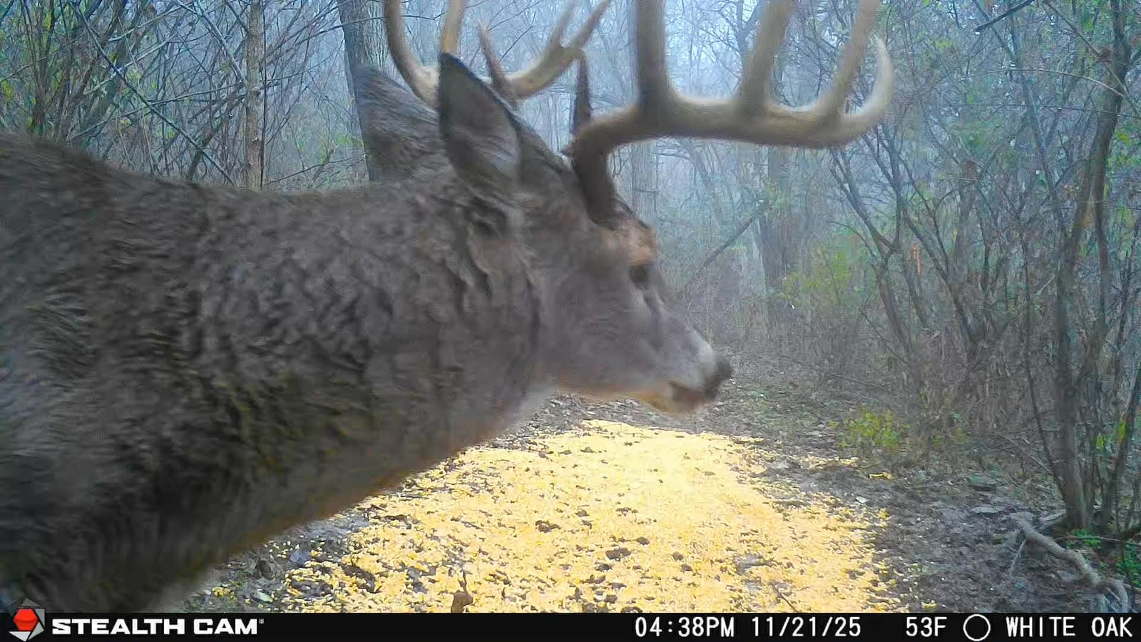 Trail Cam Photo