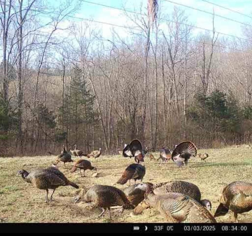 Trail Cam Photo
