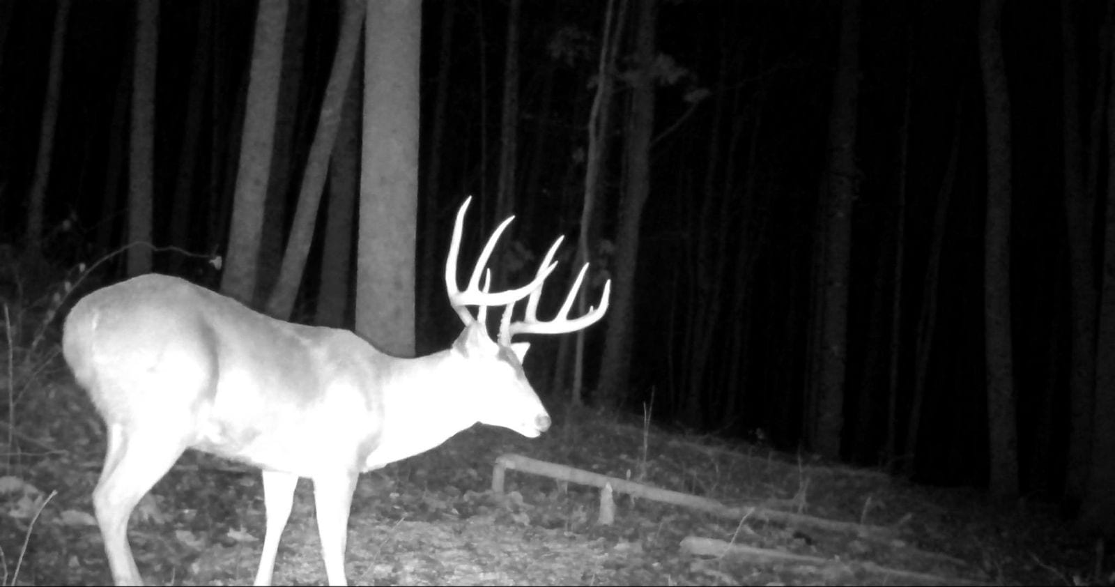 Trail Cam Photo