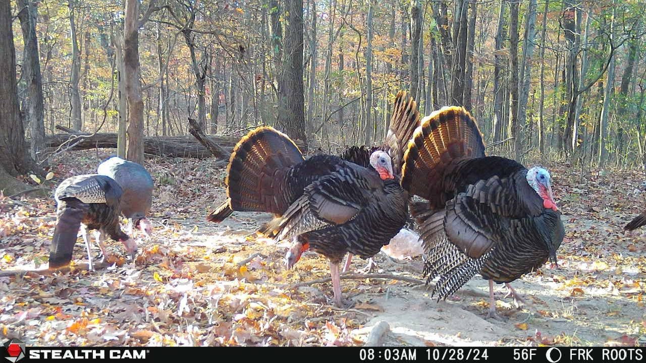 Trail Cam Photo