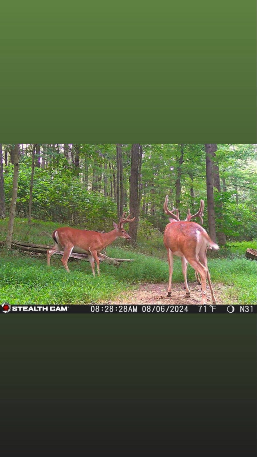 Trail Cam Photo