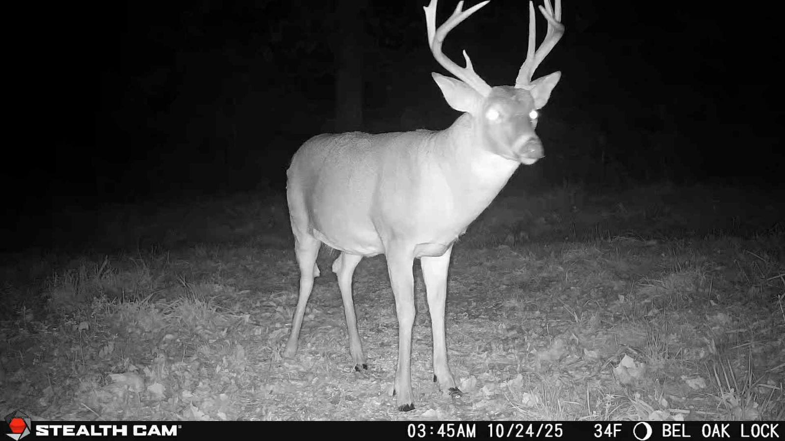 Trail Cam Photo