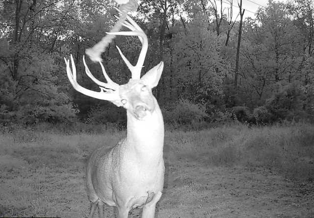 Trail Cam Photo