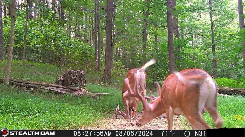 Trail Cam Photo