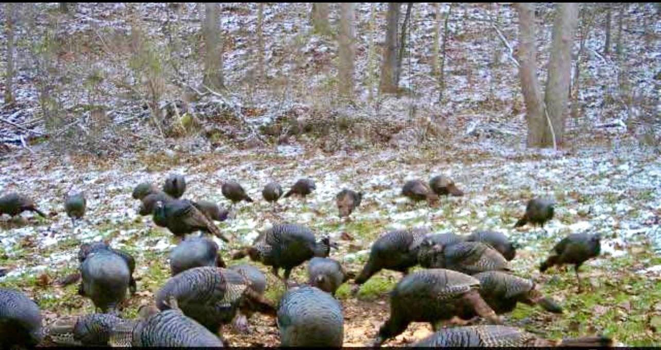 Trail Cam Photo