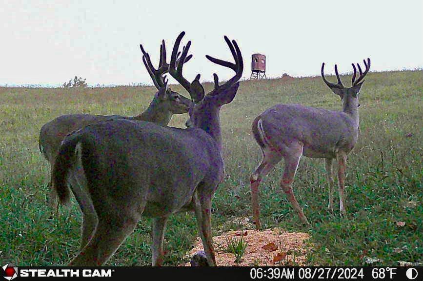 Trail Cam Photo