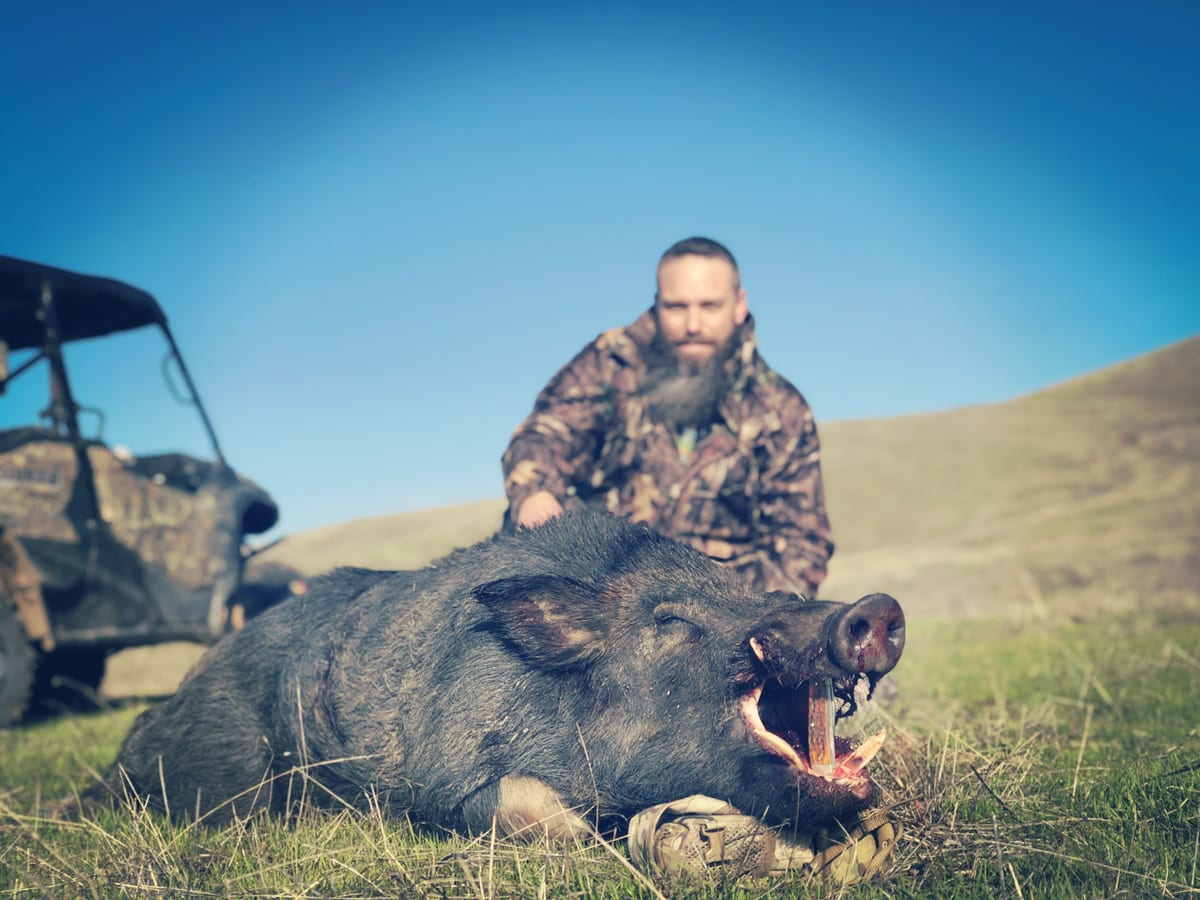 Wild Pig Hunting in California