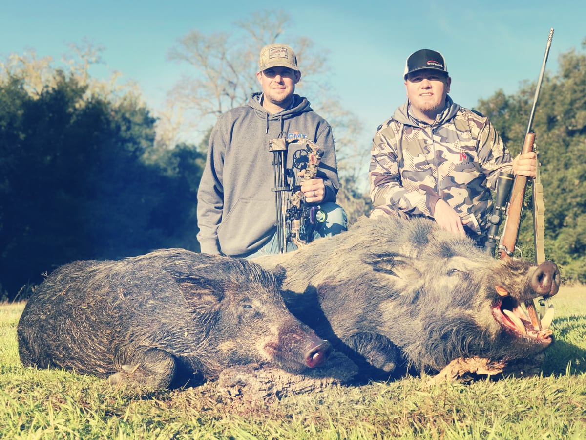 wild boar hunting