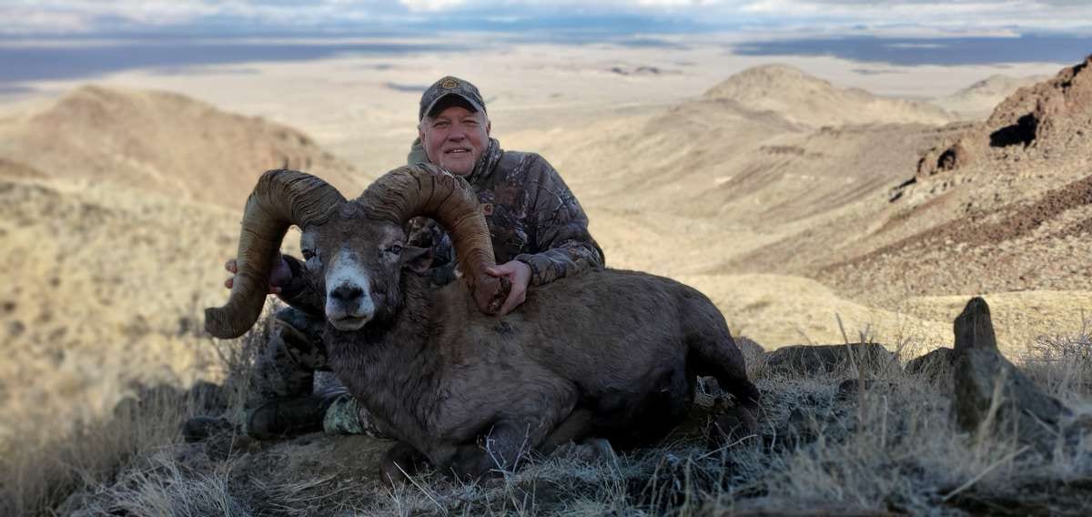 Bighorn Sheep