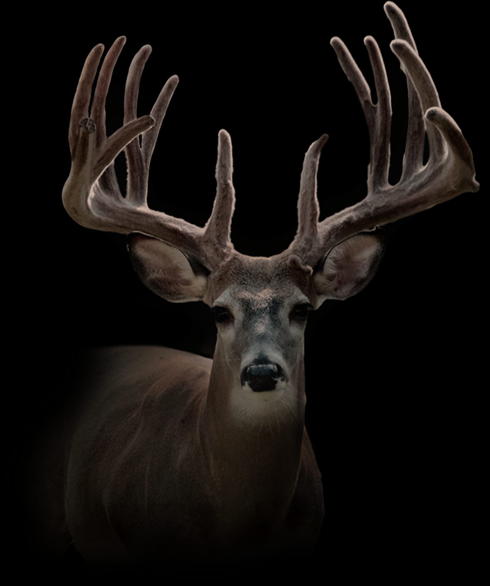 A whitetail deer with large antlers is shown against a dark background.