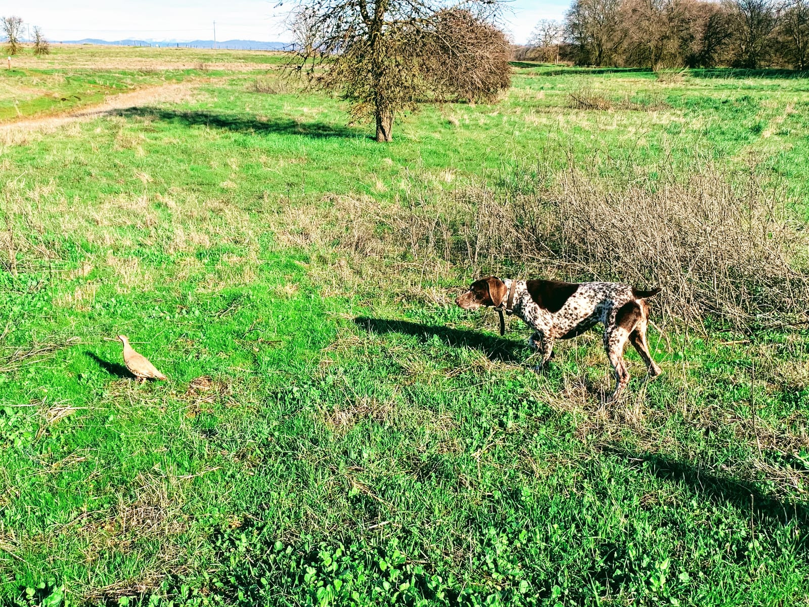 chukar hunting california