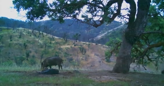 Big Boar West Ridge
