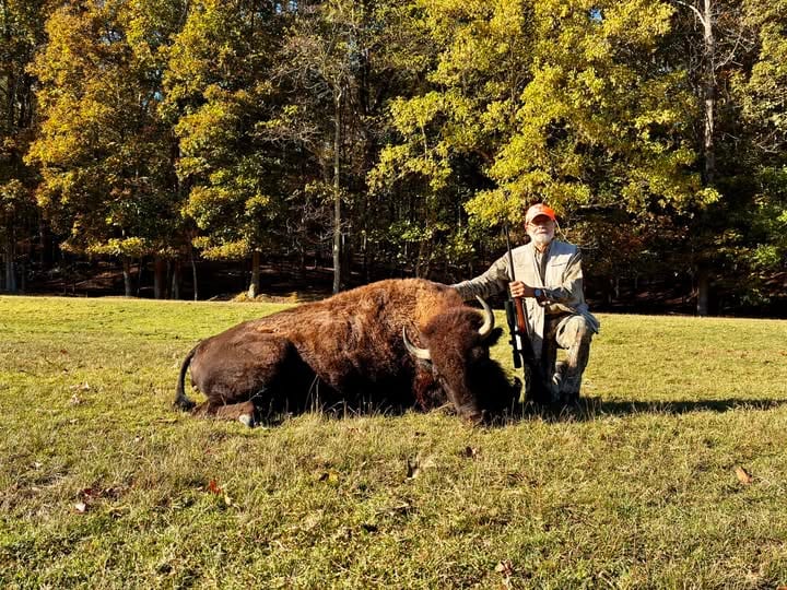 William - Bison