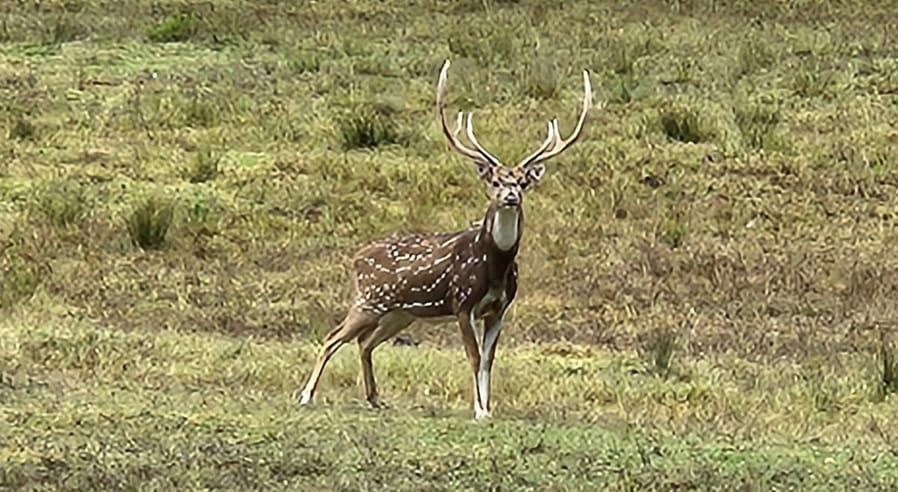 Axis Hunt
