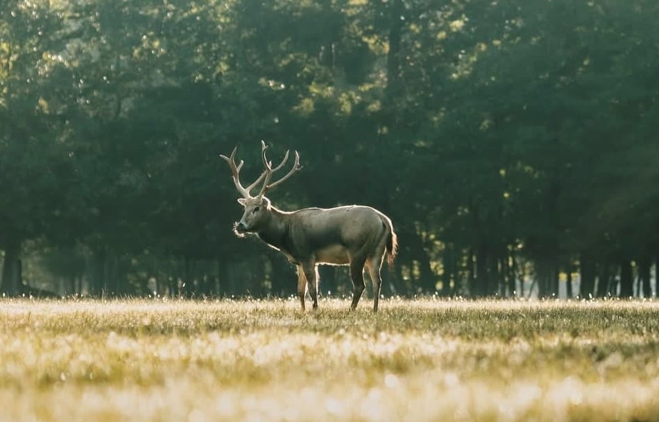 Pere Davids Deer