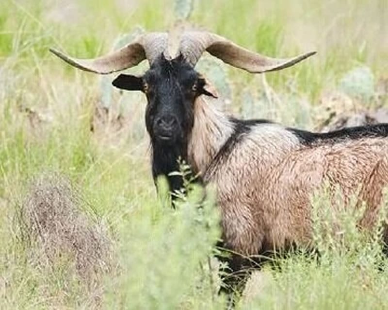 Catalina Goat 2
