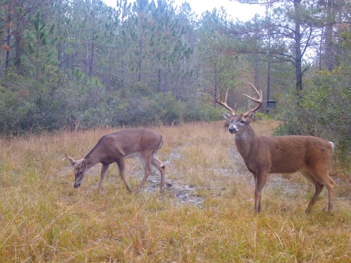 Gopher Plantation Whitetail Deer Hunting