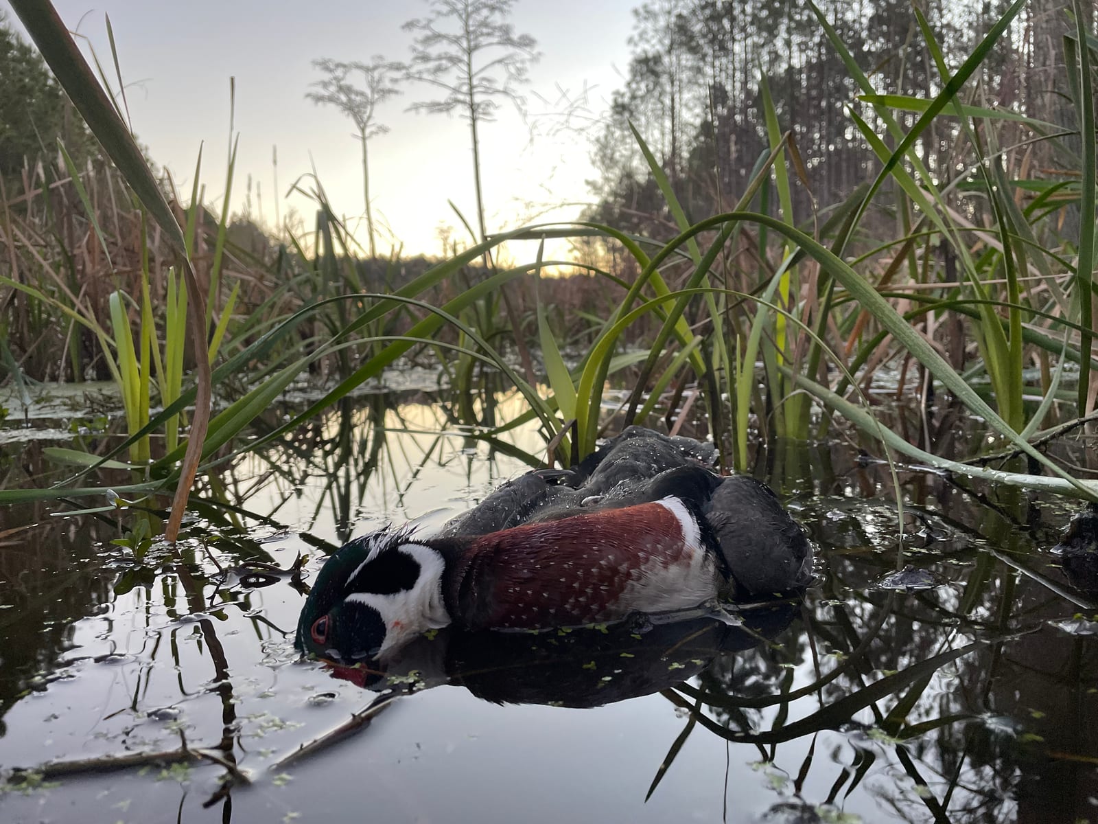 Quail and Duck Combination Hunts