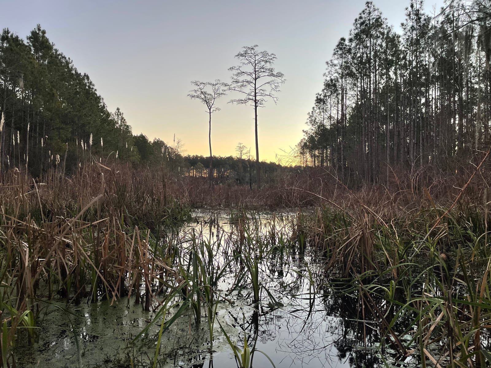 Gopher Plantation Deer Hunting Property