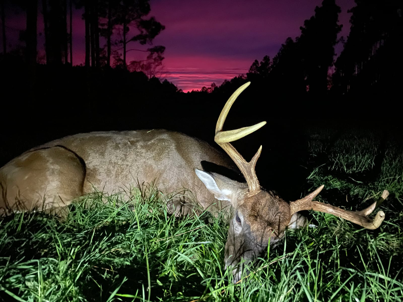 Whitetail Deer Harvest