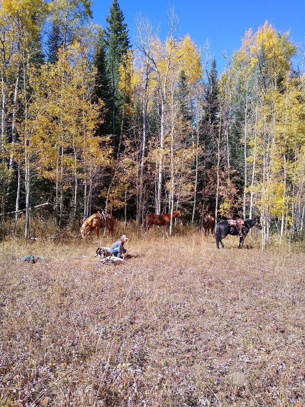 A person is resting in a field with several horses and autumn trees in the background.