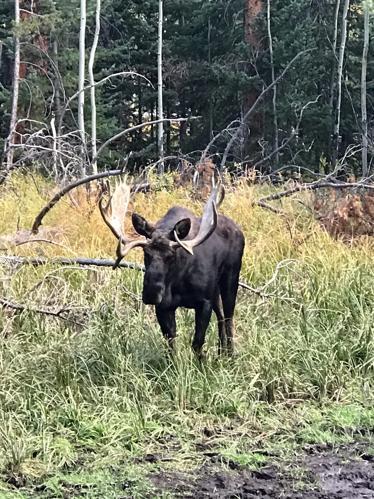 A bull moose stands in tall grass with a forest in the background.