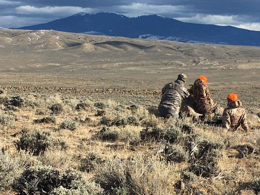 Grand Slam Outfitters - Elk Herd - Saratoga Wyoming