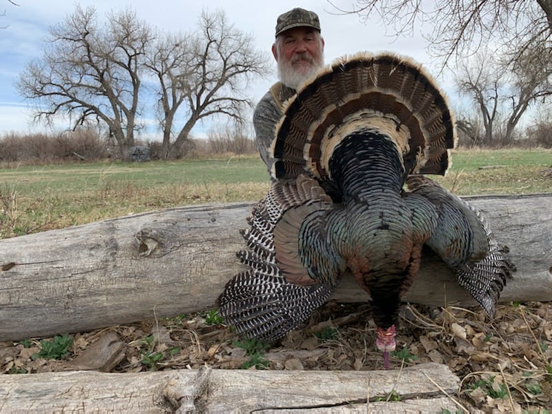 A man poses with a harvested wild turkey in a field.