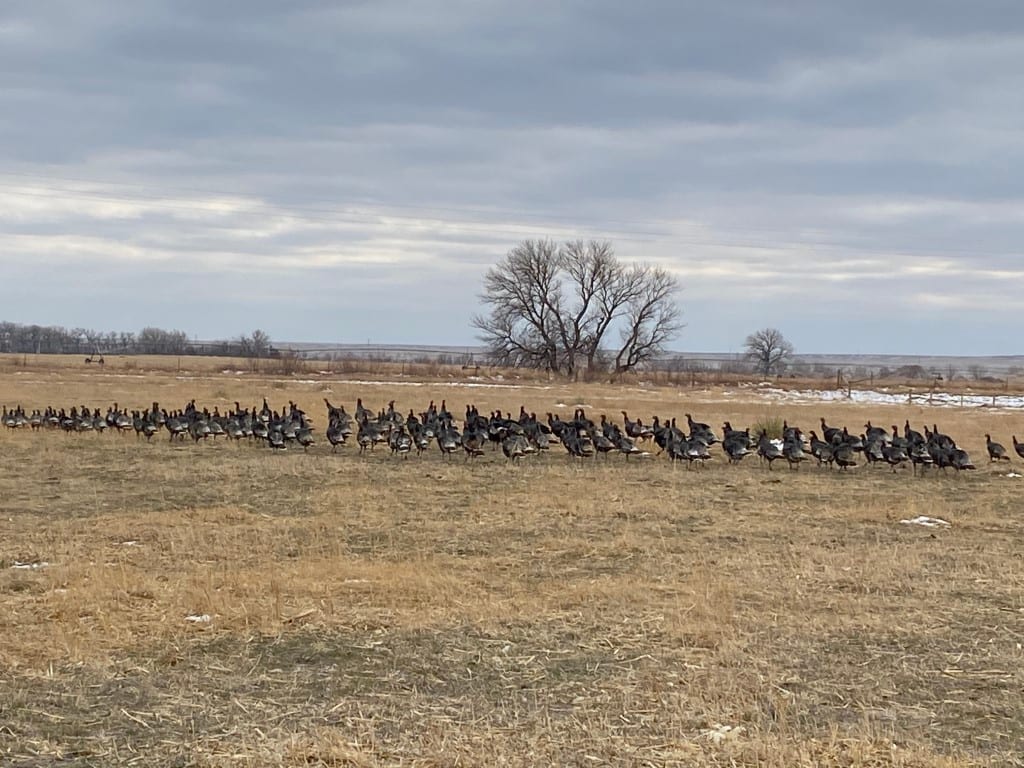 A large flock of wild turkeys walks across a dry, grassy field under a cloudy sky.