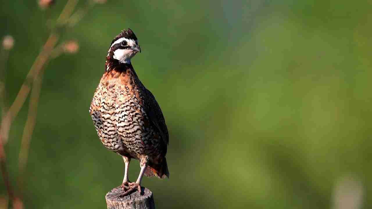 How to hunt Quail - Northern Bobwhite Quail