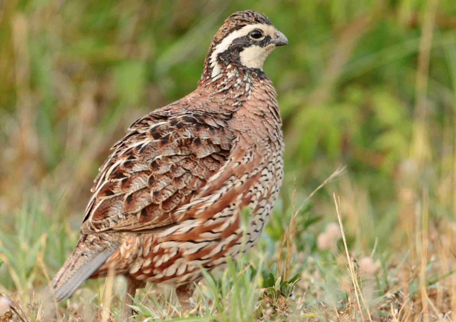 hunting quail - Bobwhite quail
