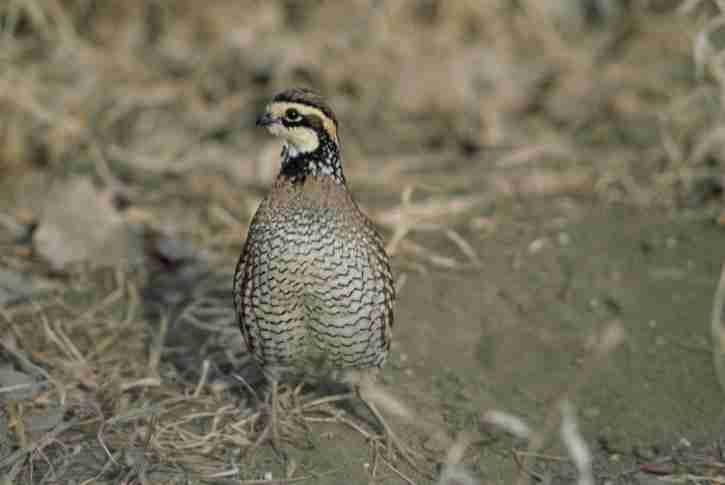 Quail hunting in Georgia - Georgia Quail