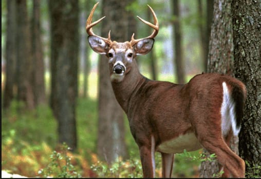 Deer Hunting Season - Large whitetail deer in Georgia