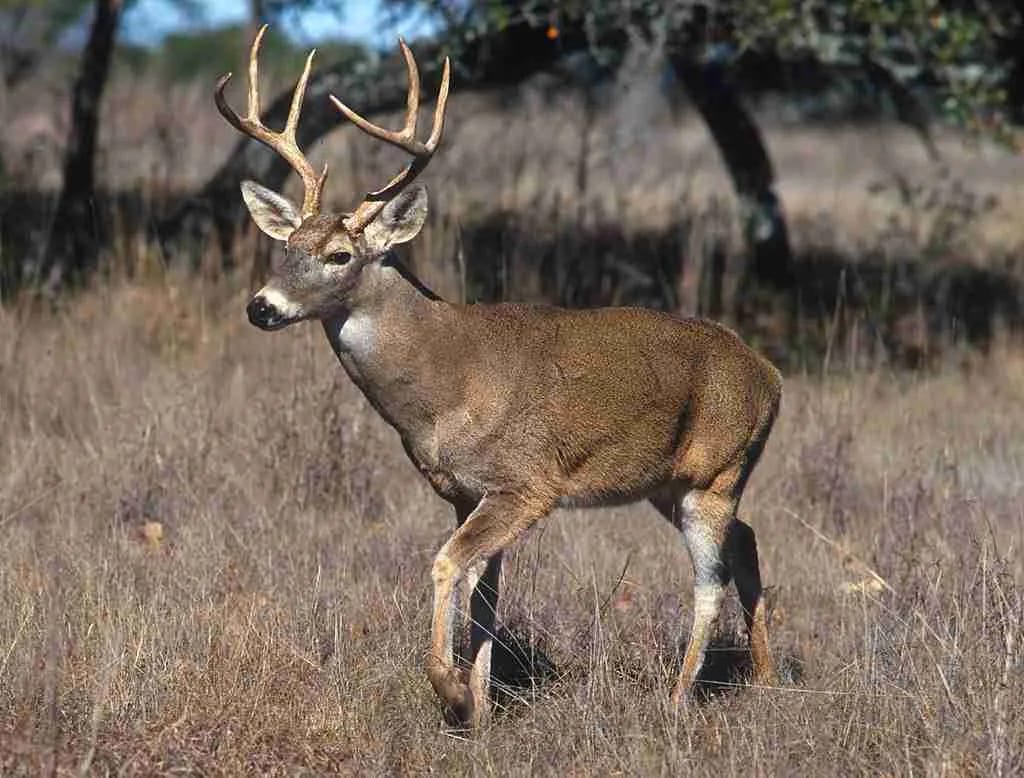 georgia deer season - white-tailed deer