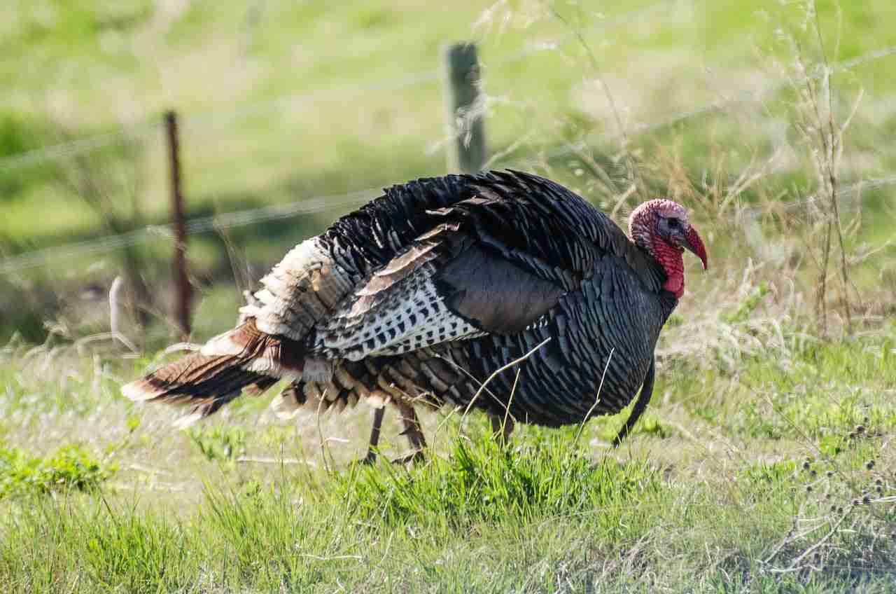 georgia turkey season