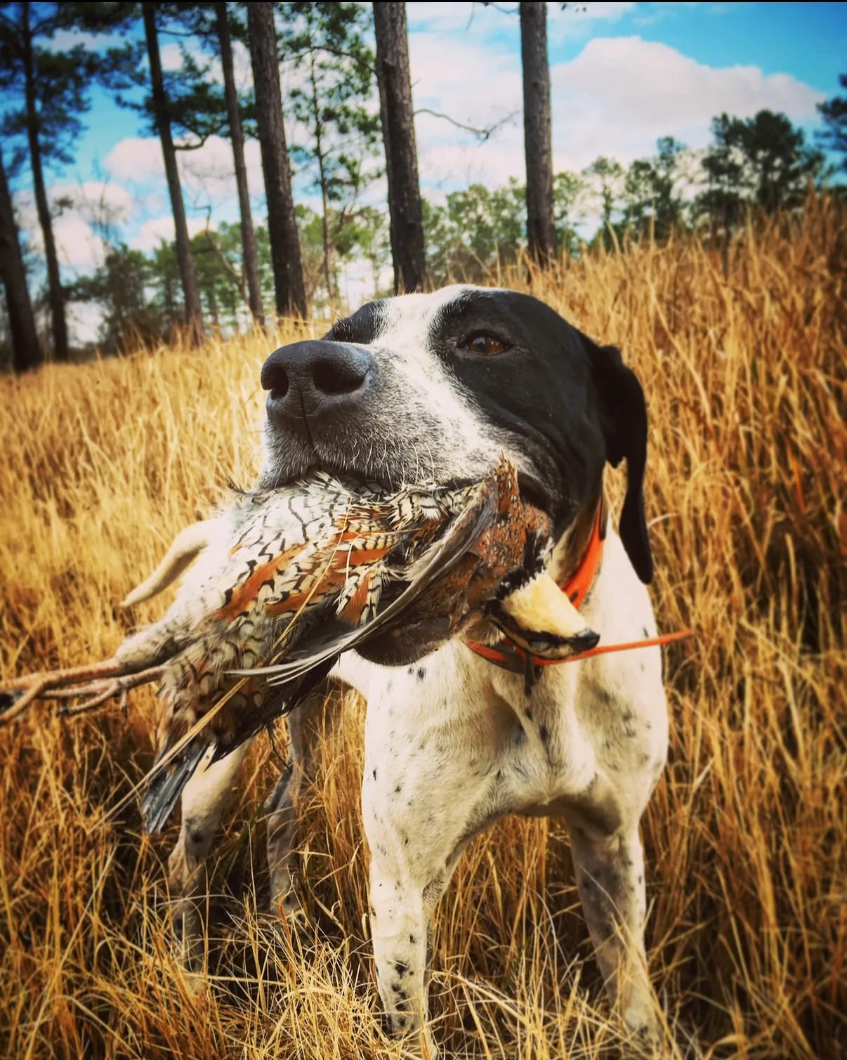 Quail Hunting - additional view