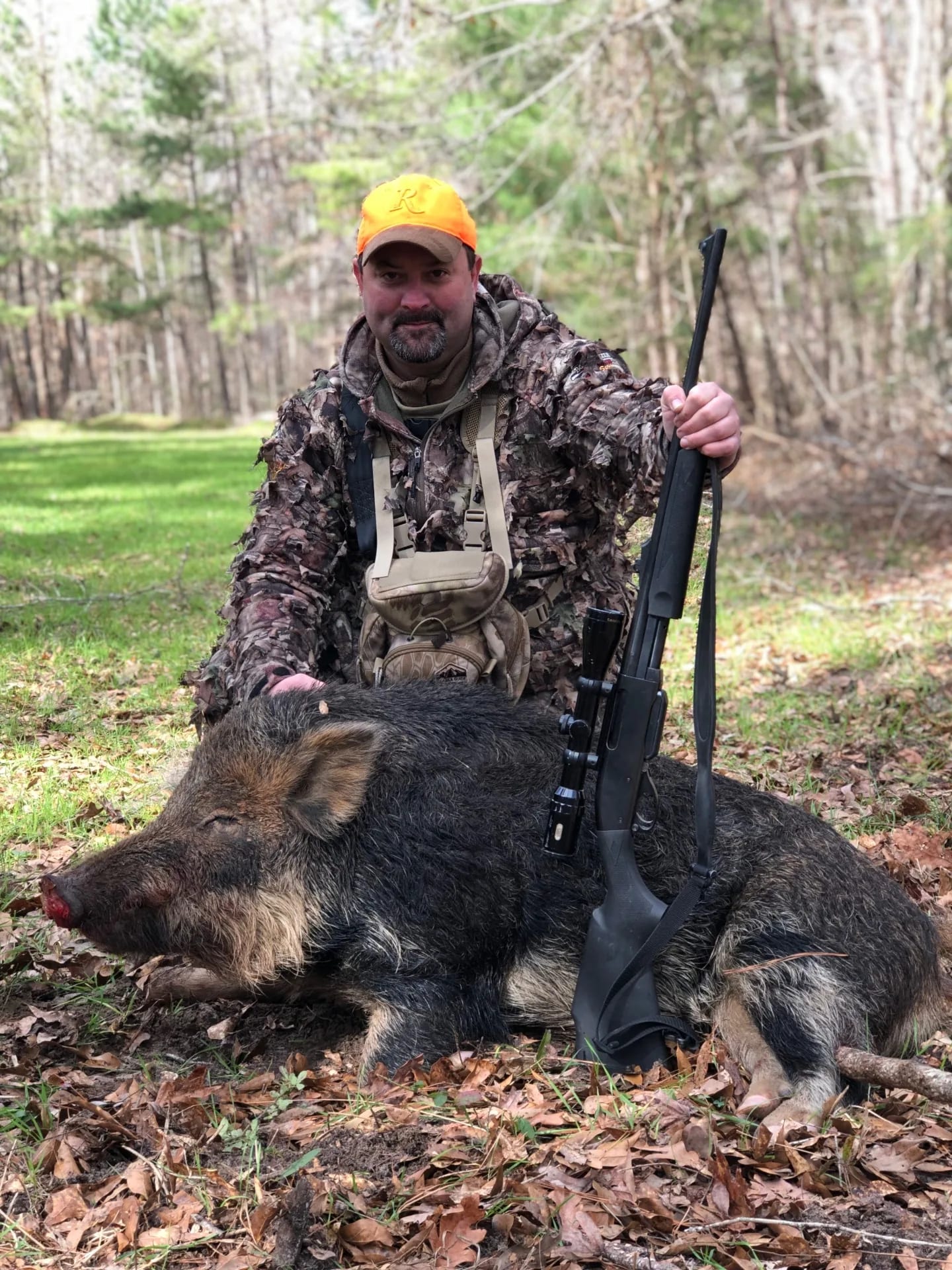 Wild Hog walking in Southern grass field