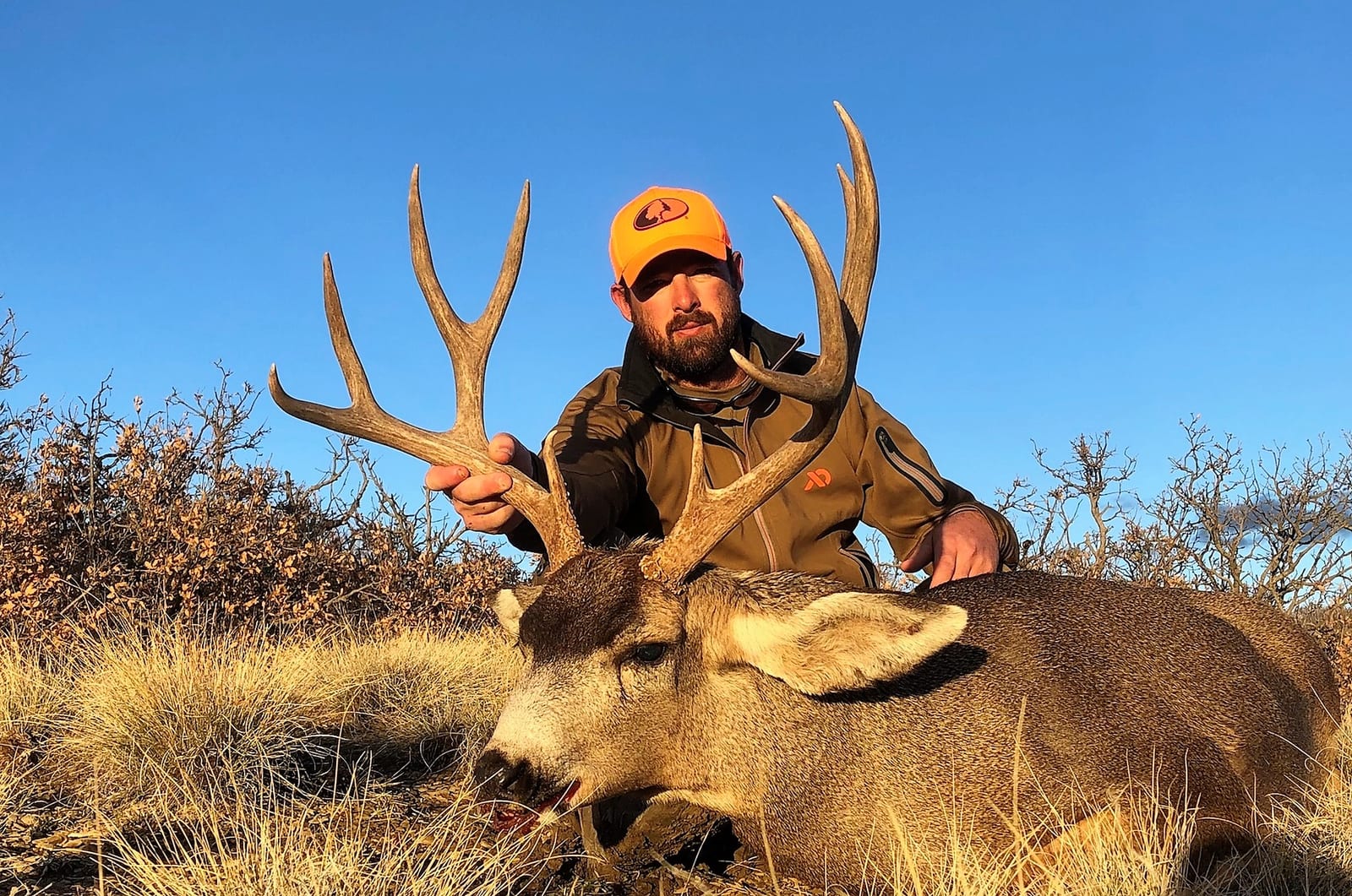 Mule deer outfitters
