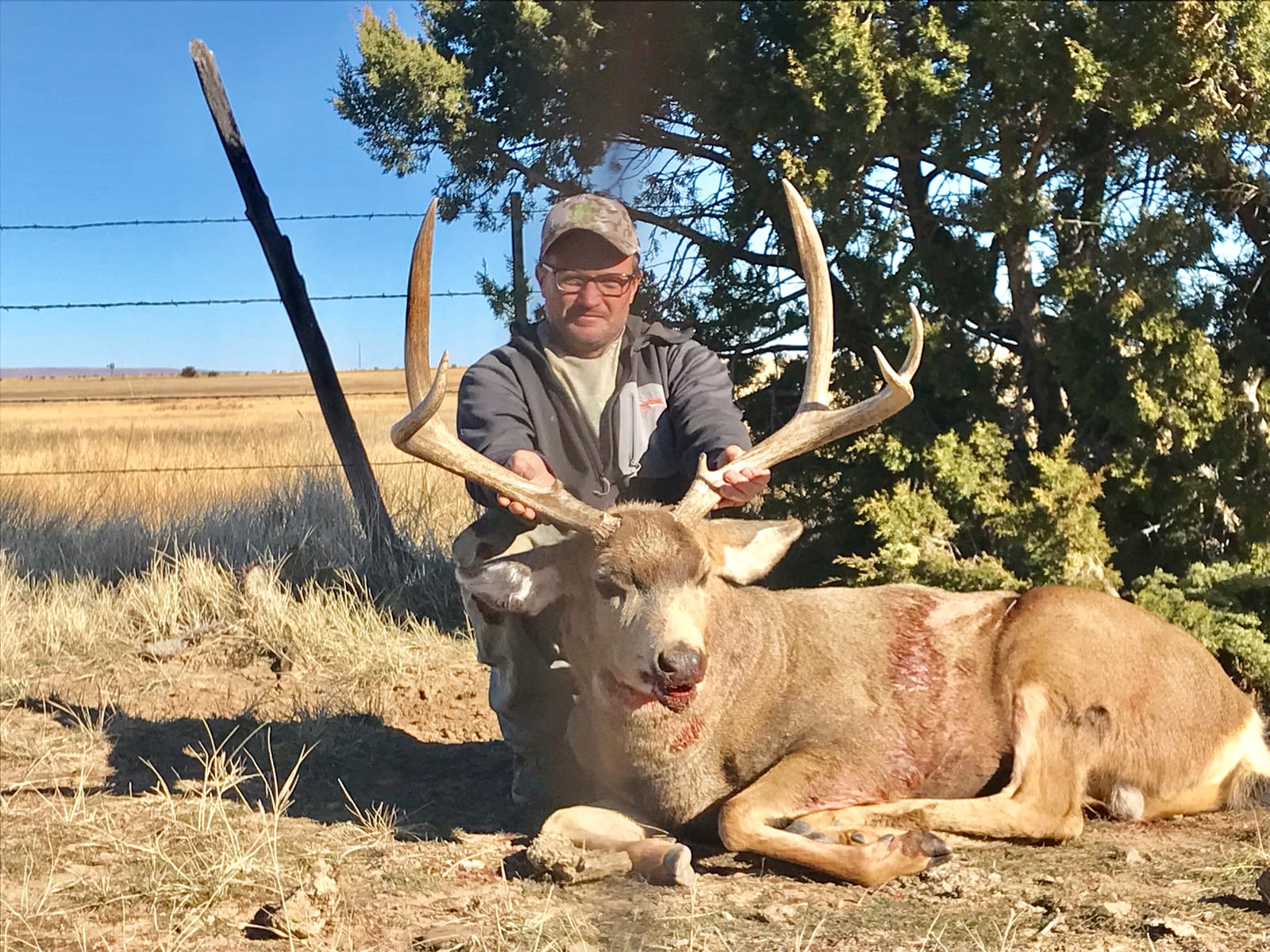 Giant mulies