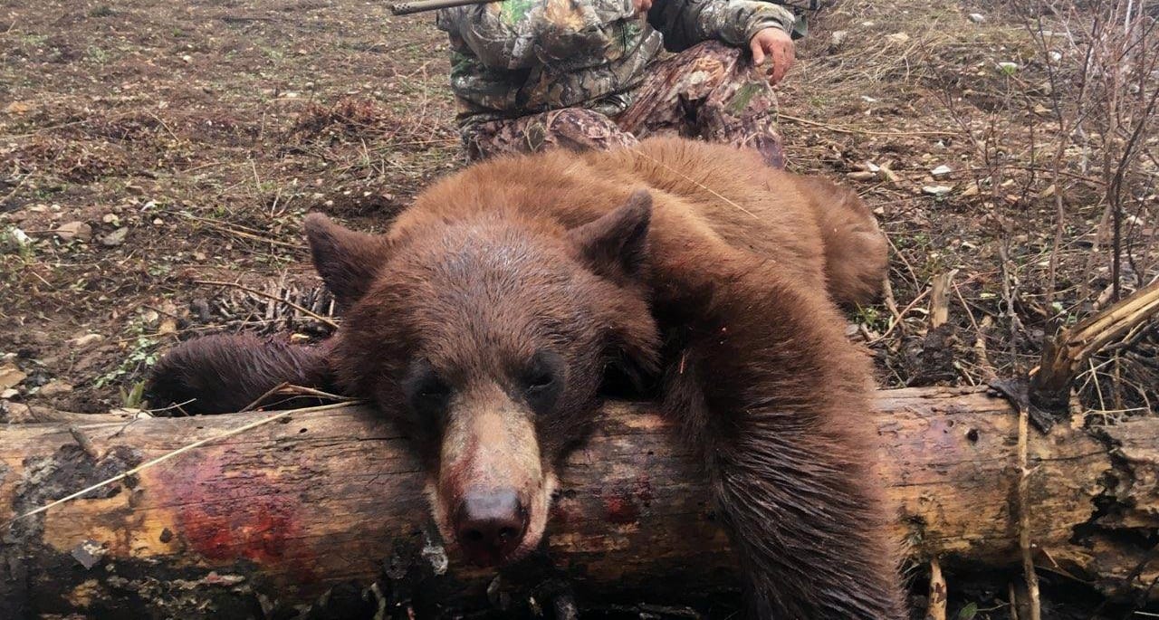 Wyoming mule deer hunting, Wyoming elk hunting, Wyoming bear hunting, Wyoming antelope hunting, Outfitter, Guide
